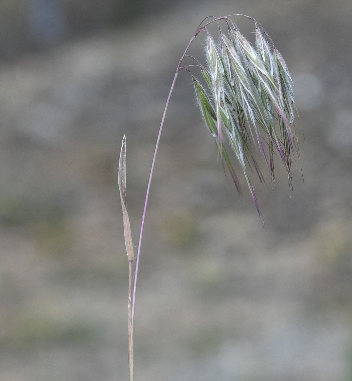 Изображение особи Anisantha tectorum.