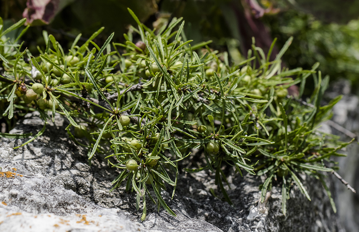 Изображение особи Rhamnus tortuosa.