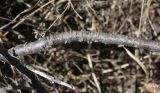 Смотреть изображение Cerasus verrucosa
