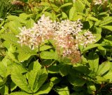 Rodgersia aesculifolia. Соцветие и листья. Карелия, Сортавальский р-н, о. Валаам, в культуре. Июль 2024 г.