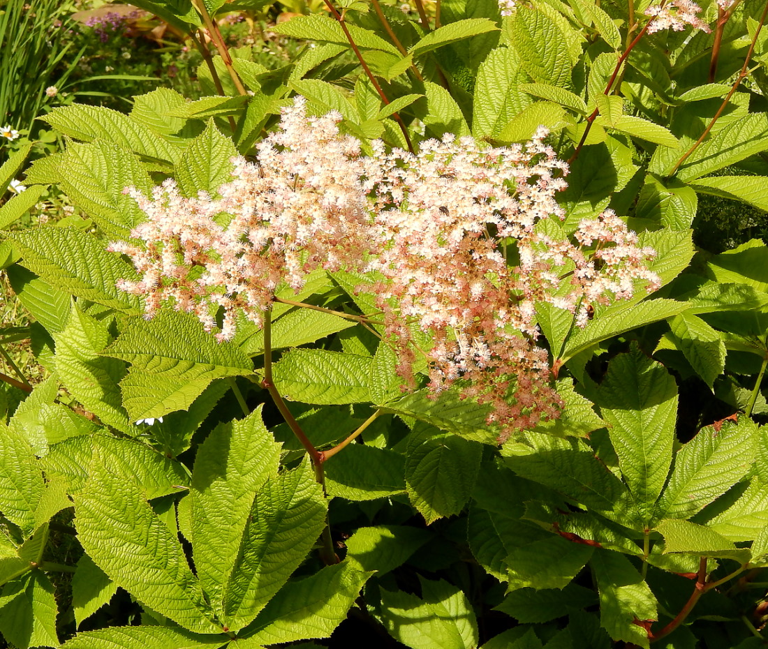 Изображение особи Rodgersia aesculifolia.