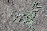 genus Astragalus