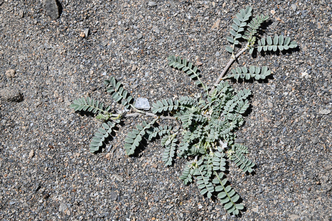 Image of Astragalus ophiocarpus specimen.