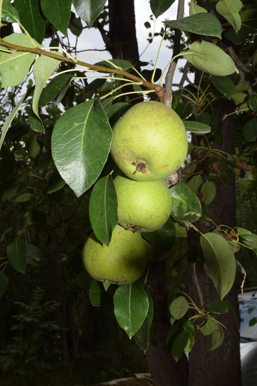 Image of Pyrus communis specimen.