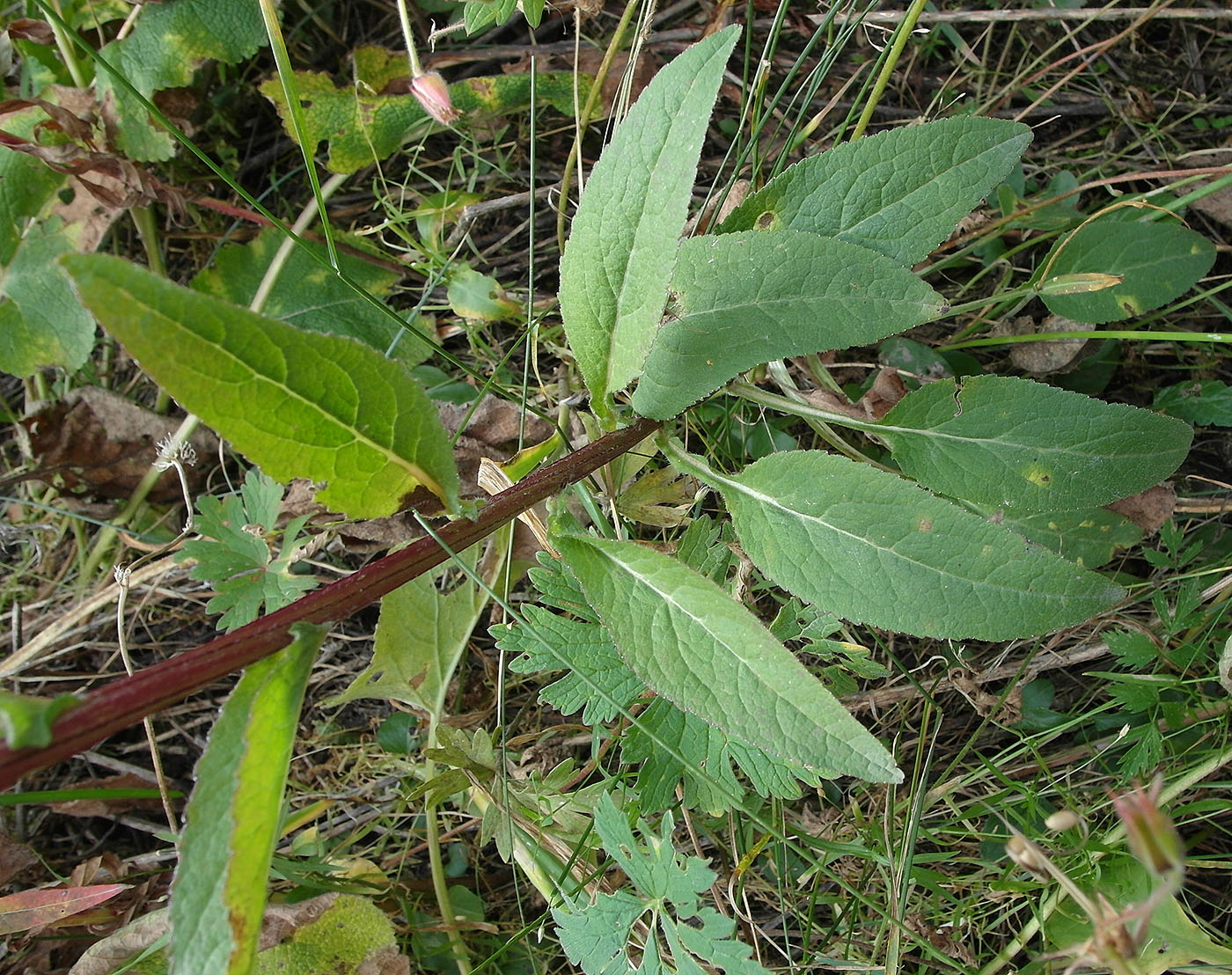 Image of Campanula glomerata specimen.