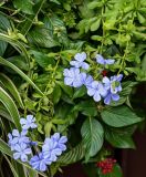 Plumbago auriculata. Верхушки побегов с соцветиями. Китай, Гуанси-Чжуанский автономный р-н, г. Яншо, в культуре. 31.05.2024.