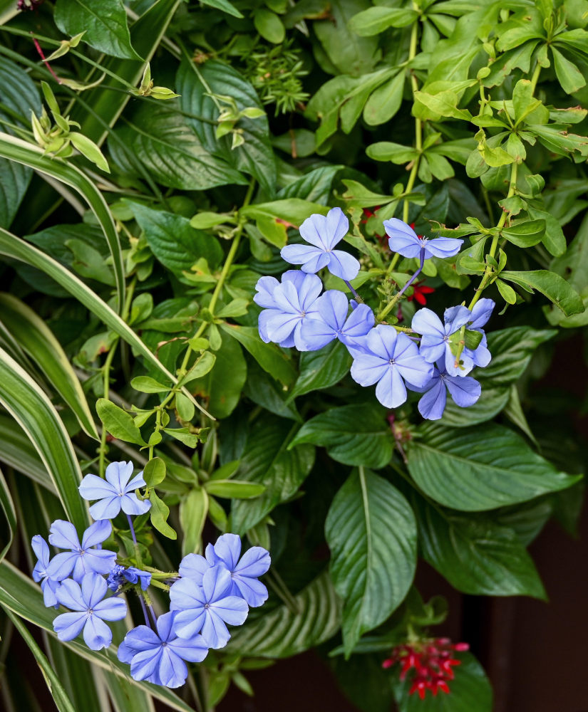 Изображение особи Plumbago auriculata.