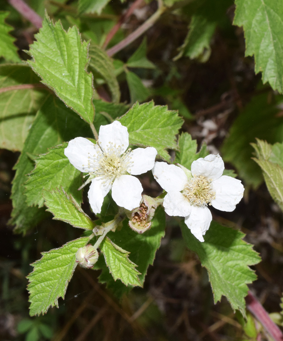 Изображение особи Rubus caesius.