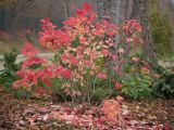 Viburnum opulus. Плодоносящее растение с листьями в осенней окраске. Краснодарский край, Крымский р-н, станица Неберджаевская, приусадебный участок, в культуре. 17.11.2024.