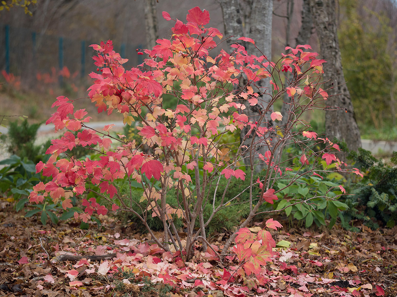 Image of Viburnum opulus specimen.