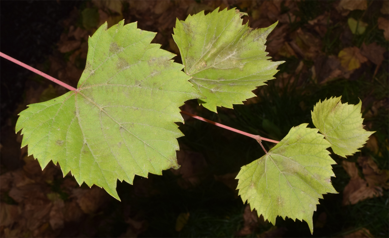 Image of Vitis acerifolia specimen.