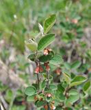 Cotoneaster integerrimus. Побеги расцветающего растения. Кабардино-Балкария, Эльбрусский р-н, южный склон Эльбруса, отрог между р. Терскол и р. Гарабаши, выс. ок. 2600 м н.у.м., верхняя граница леса. 10 июня 2018 г.