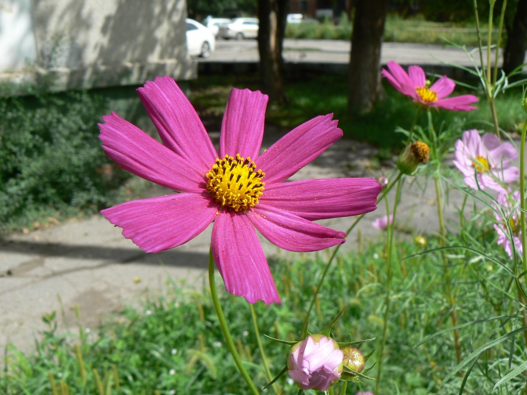 Изображение особи Cosmos bipinnatus.