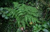 Pteridium pinetorum