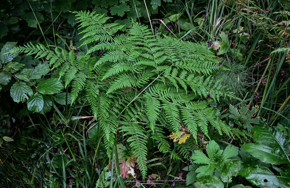 Изображение особи Pteridium pinetorum.