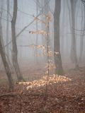 Fagus orientalis. Молодое покоящееся деревце с прошлогодними сухими листьями. Краснодарский край, Крымский р-н, окр. станицы Неберджаевская, ур. Темрючки, грабово-дубово-буковый лес. 31.12.2024.