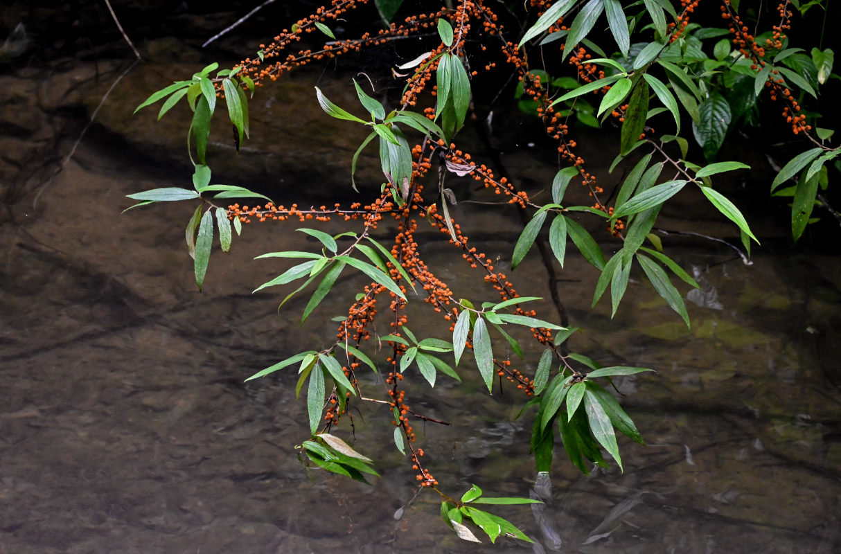 Изображение особи Debregeasia longifolia.