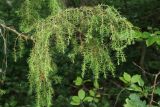 Juniperus communis