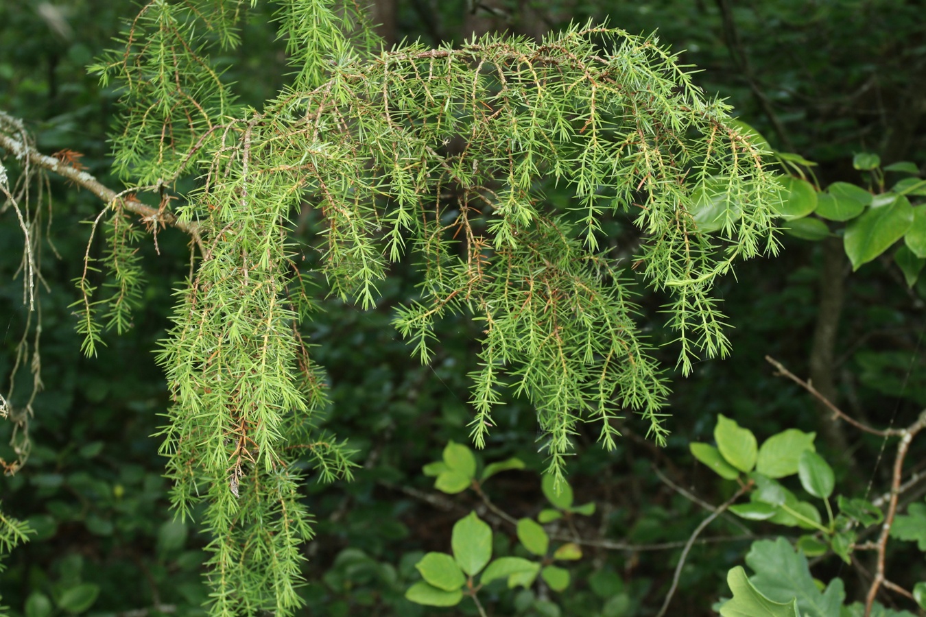 Изображение особи Juniperus communis.