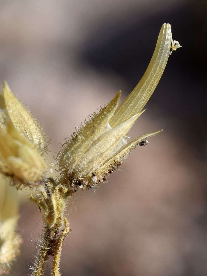 Image of Cerastium dichotomum specimen.