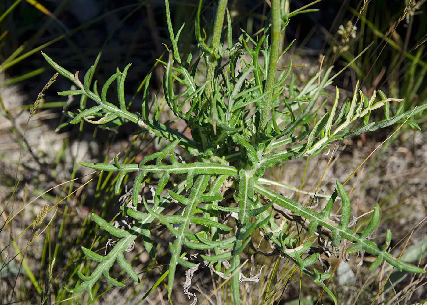 Image of Jurinea ledebourii specimen.