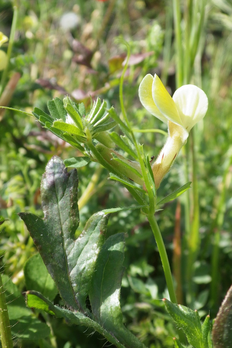 Image of Vicia hybrida specimen.