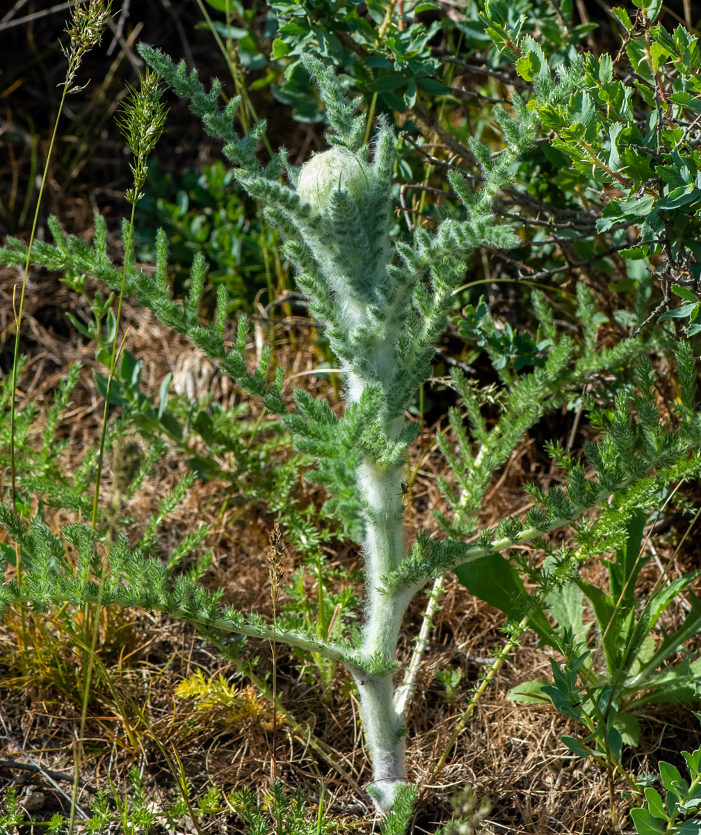 Image of Handelia trichophylla specimen.