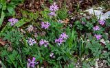View full-size image Cardamine quinquefolia