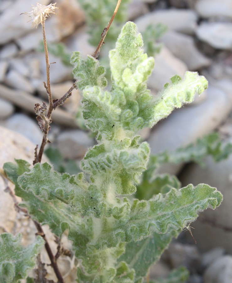 Image of Pulicaria incisa specimen.