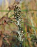 View full-size image Omalotheca sylvatica