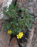 View full-size image Potentilla biflora