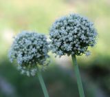 View full-size image Allium fistulosum
