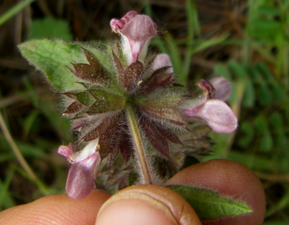 Image of Stachys alpina specimen.