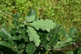 View full-size image Quercus petraea