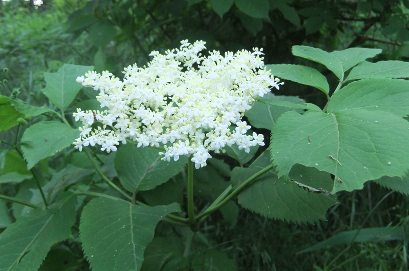 Image of Sambucus nigra specimen.