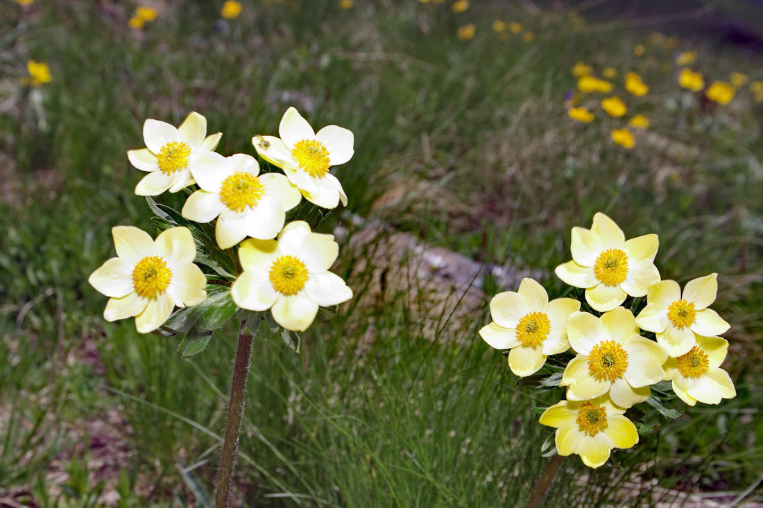 Изображение особи Anemonastrum speciosum.