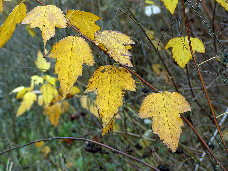 Image of Physocarpus opulifolius specimen.