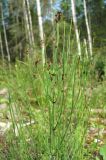 Equisetum palustre