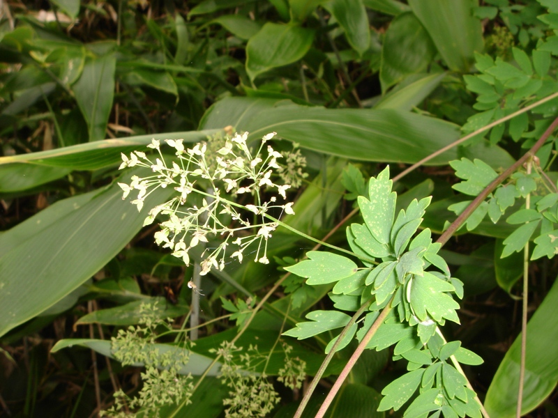 Изображение особи род Thalictrum.