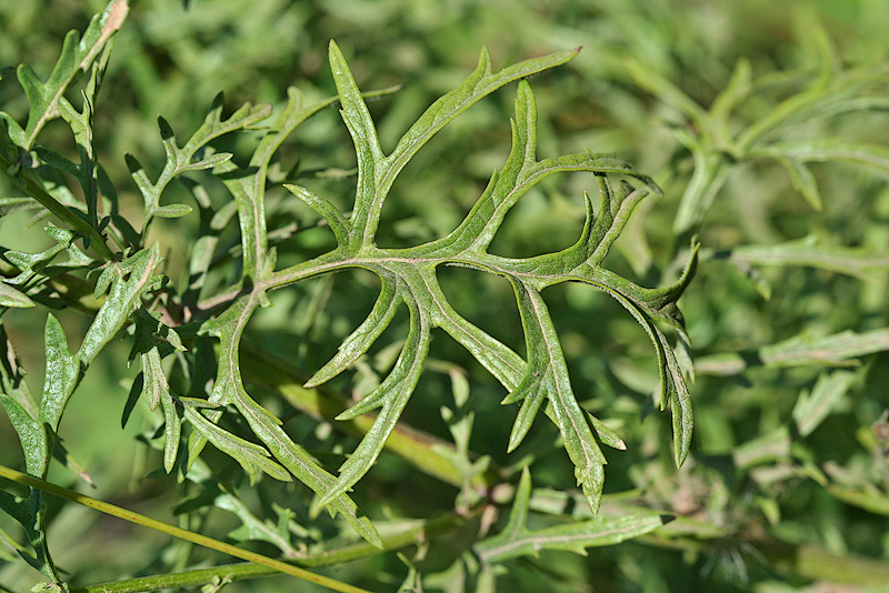 Image of Senecio erucifolius specimen.