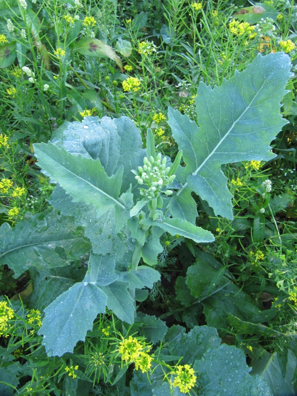 Image of Brassica napus specimen.