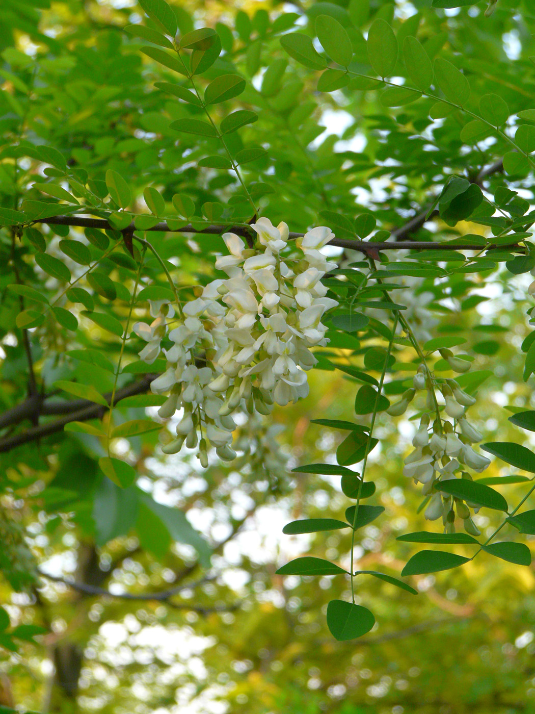 Изображение особи Robinia pseudoacacia.