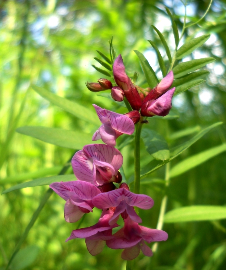 Image of Vicia sepium specimen.