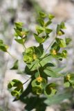Euphorbia condylocarpa