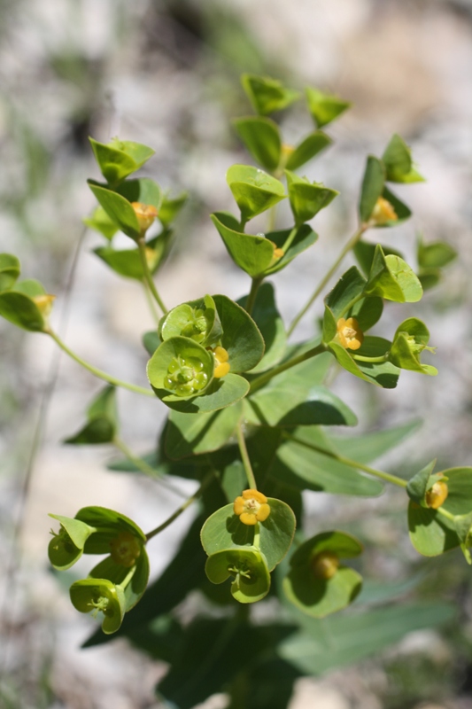 Image of Euphorbia condylocarpa specimen.