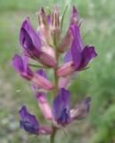 Oxytropis prostrata. Соцветие. Читинская обл., Ононский р-н, оз. Зун-Торей, кордон Тэли. 24.07.2011.