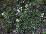 Orchis provincialis