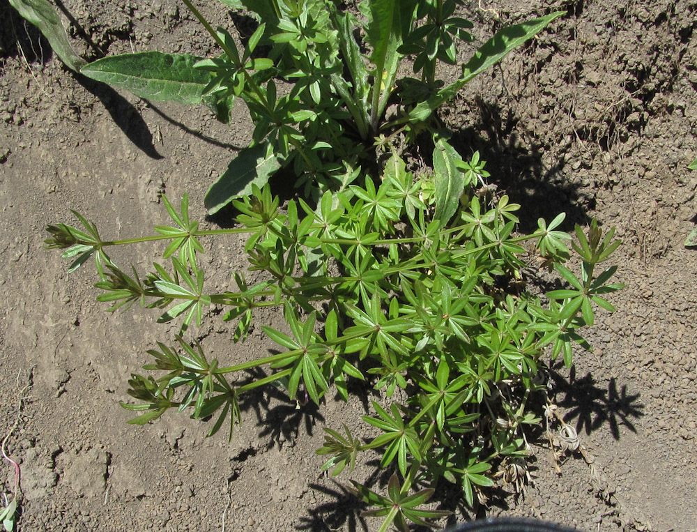 Image of genus Galium specimen.