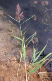 Phragmites australis