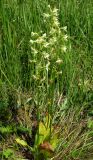 Platanthera × hybrida. Цветущие растения. Крым, Байдарская яйла, луговая поляна в лесу. 14 июня 2012 г.